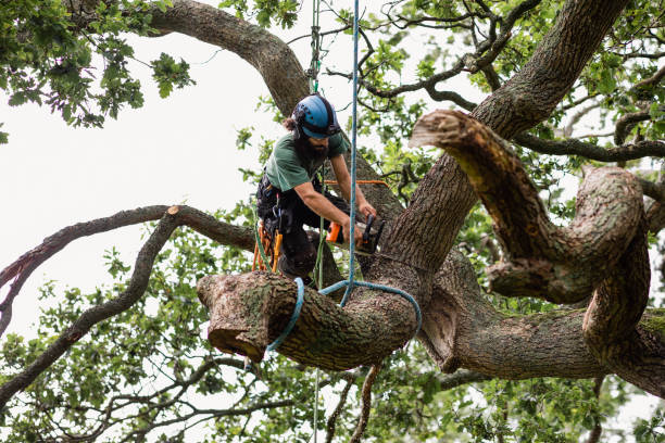 Best Tree Mulching  in Montgomery, AL