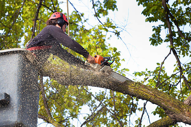 Best Tree Fertilization  in Montgomery, AL