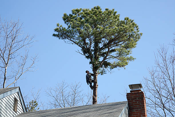 Best Tree Maintenance Programs  in Montgomery, AL