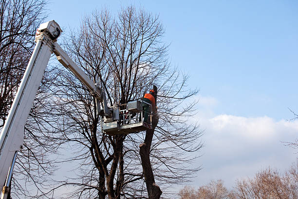 Reliable Montgomery, AL Tree Services Solutions