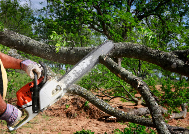 Best Lot and Land Clearing  in Montgomery, AL